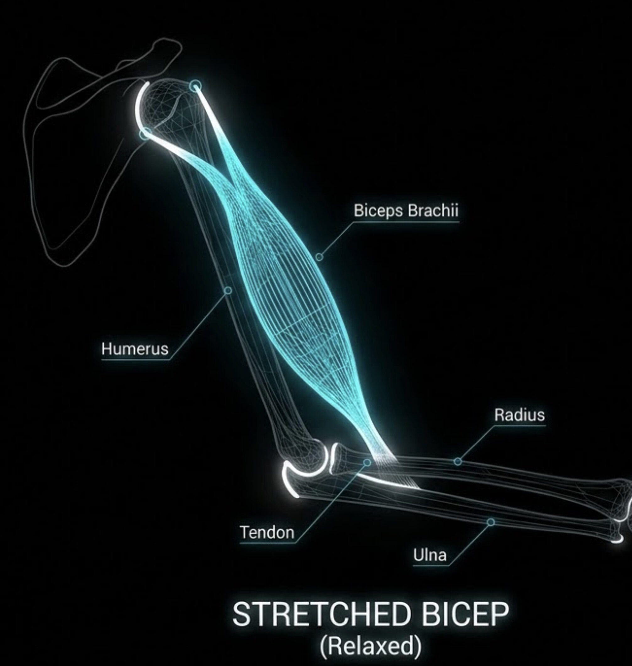 Anatomical wireframe of a bicep in the stretched (relaxed) position, arm extended, showing the muscle at full length